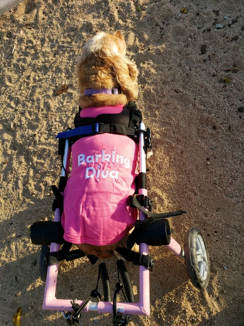 Parisian Pet Who Saved Who Embroidered Tshirt