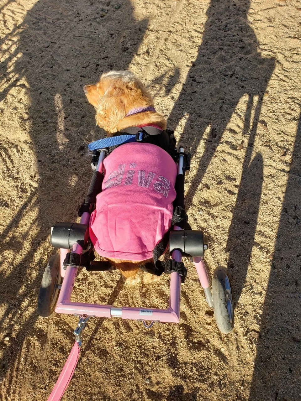 Parisian Pet Who Saved Who Embroidered Tshirt