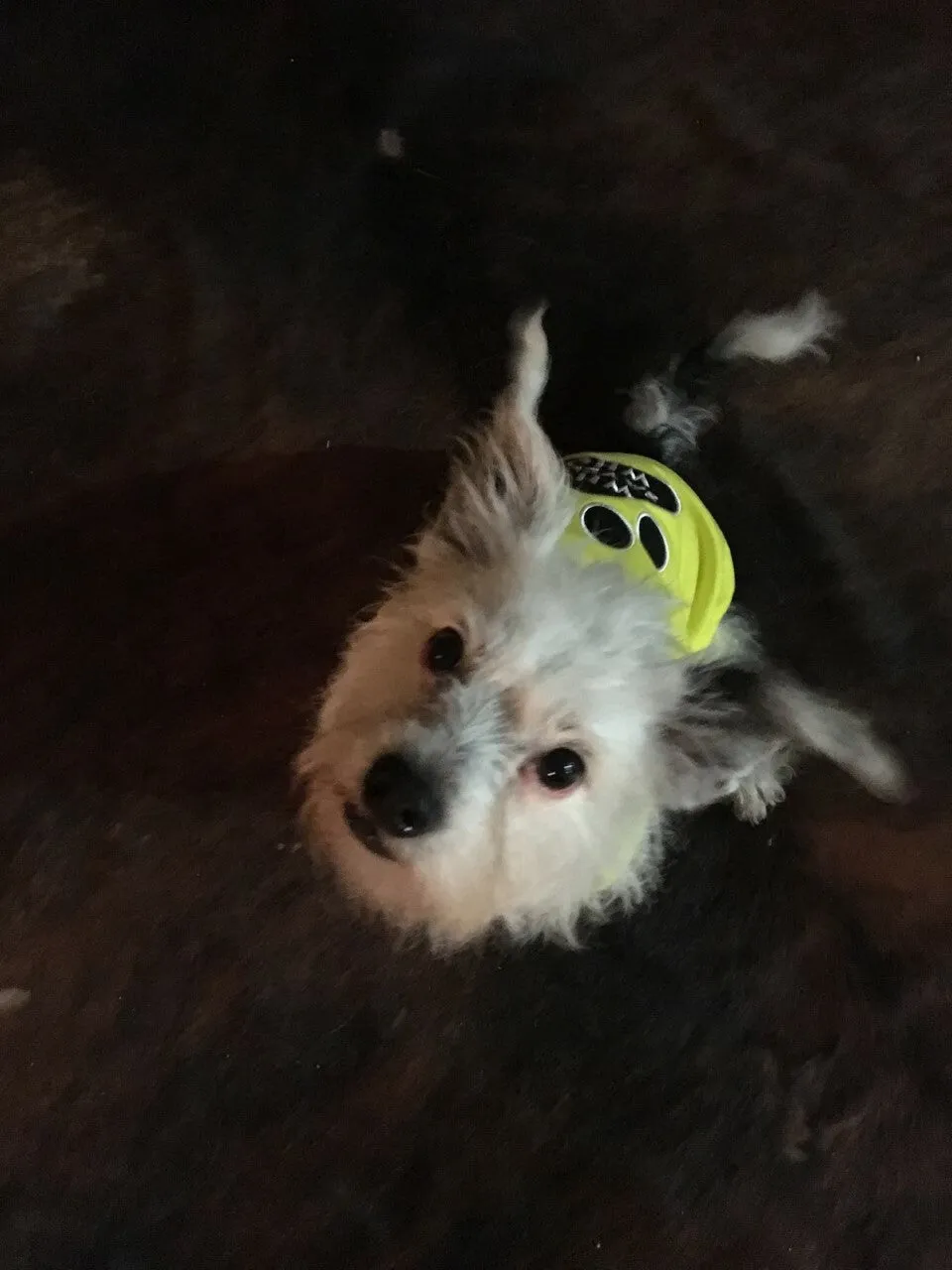Parisian Pet Who Saved Who Embroidered Tshirt